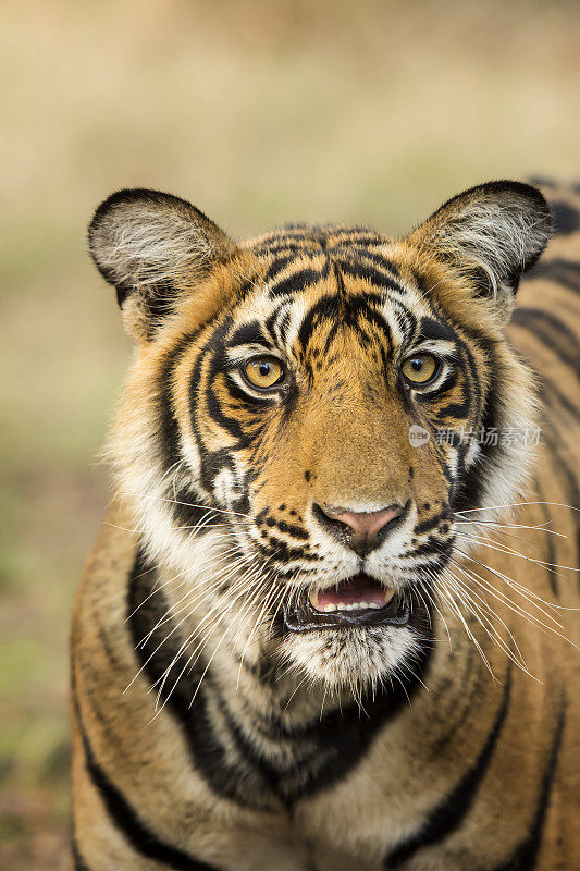 幼年孟加拉虎(Panthera tigris tigris)，野生动物拍摄